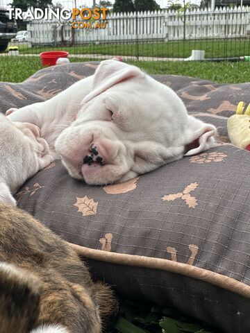 Pure bred bob tail boxer puppies