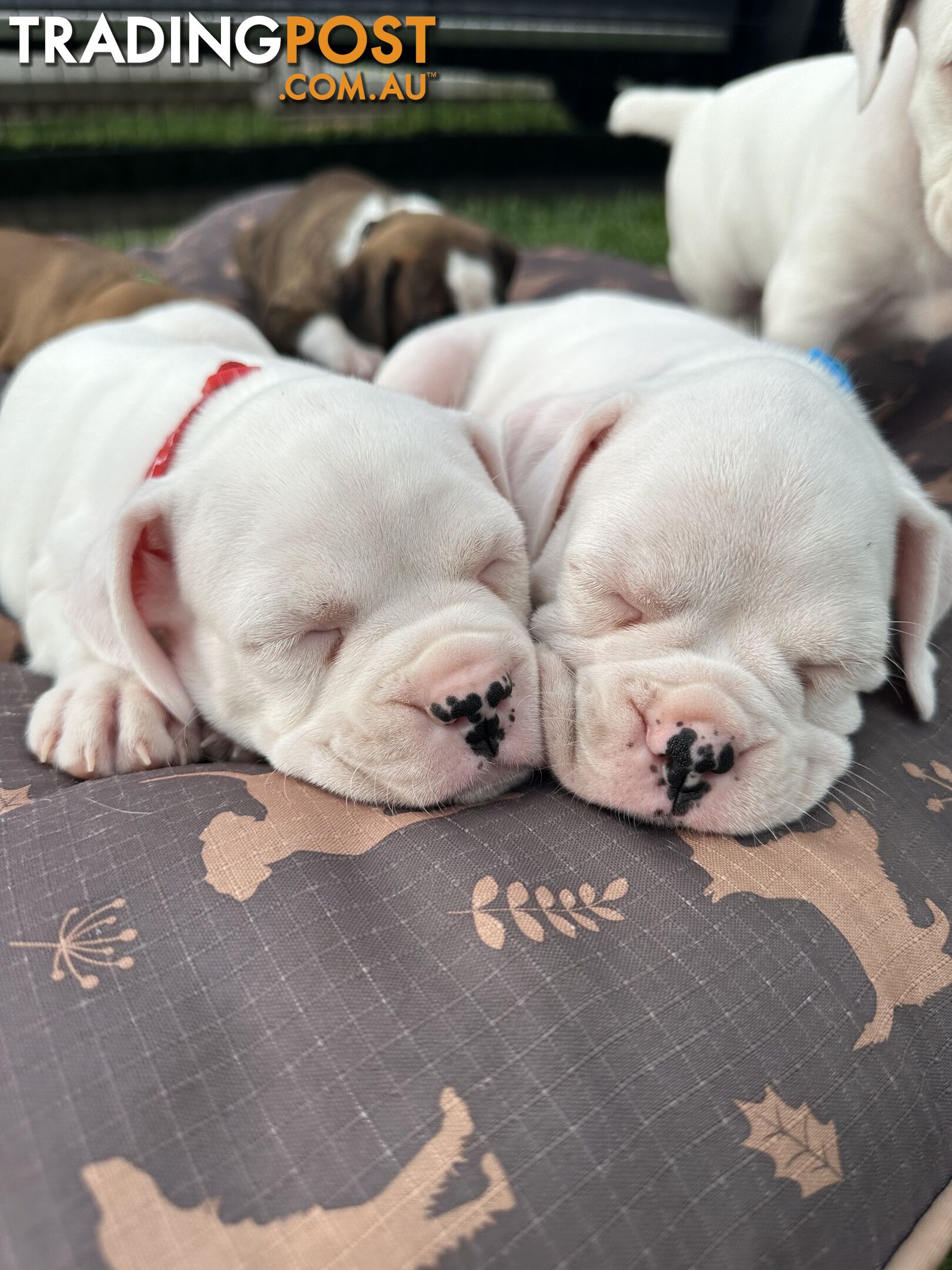 Pure bred bob tail boxer puppies