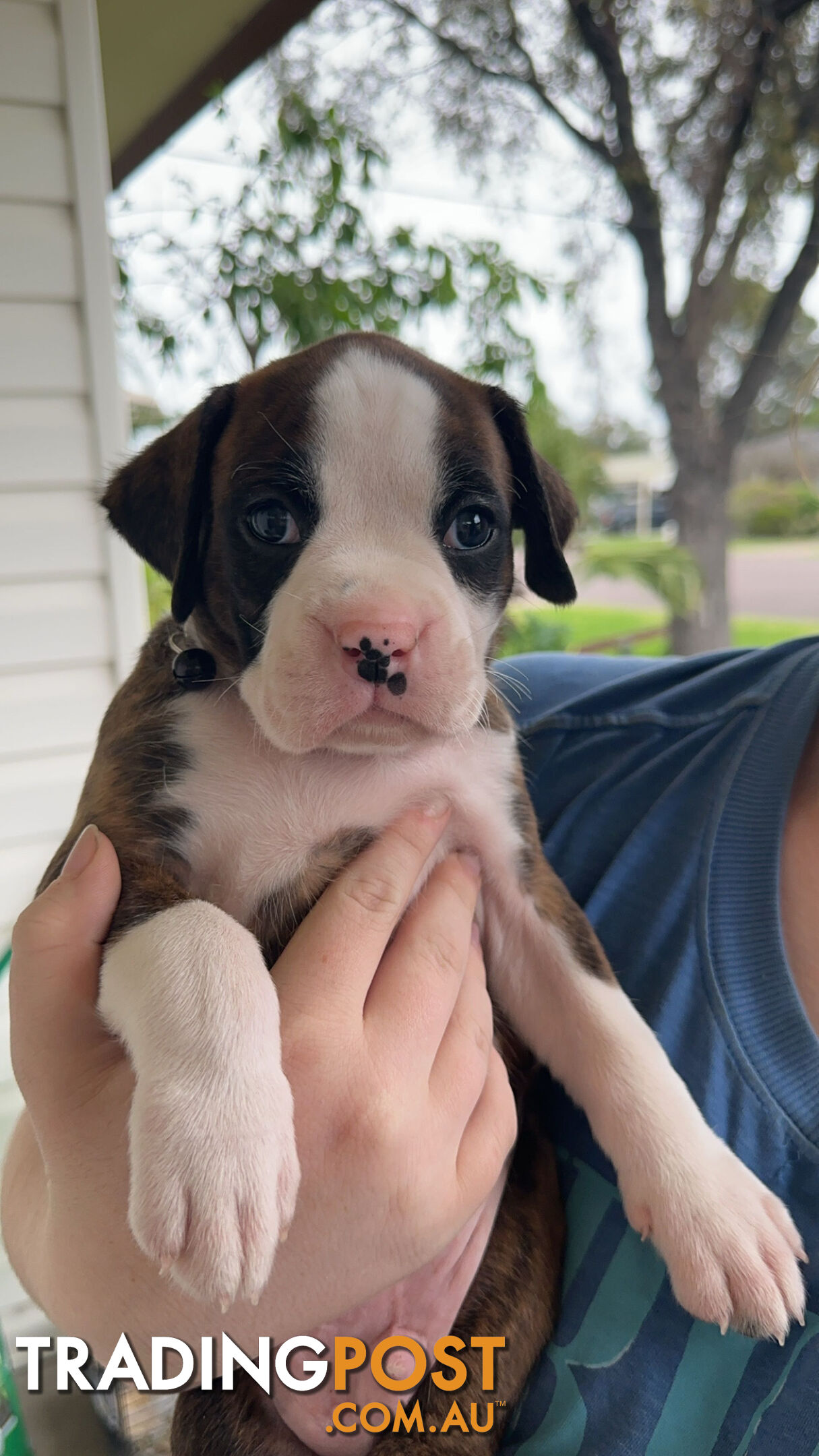 Pure bred bob tail boxer puppies