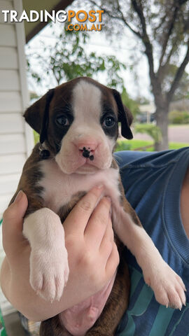 Pure bred bob tail boxer puppies