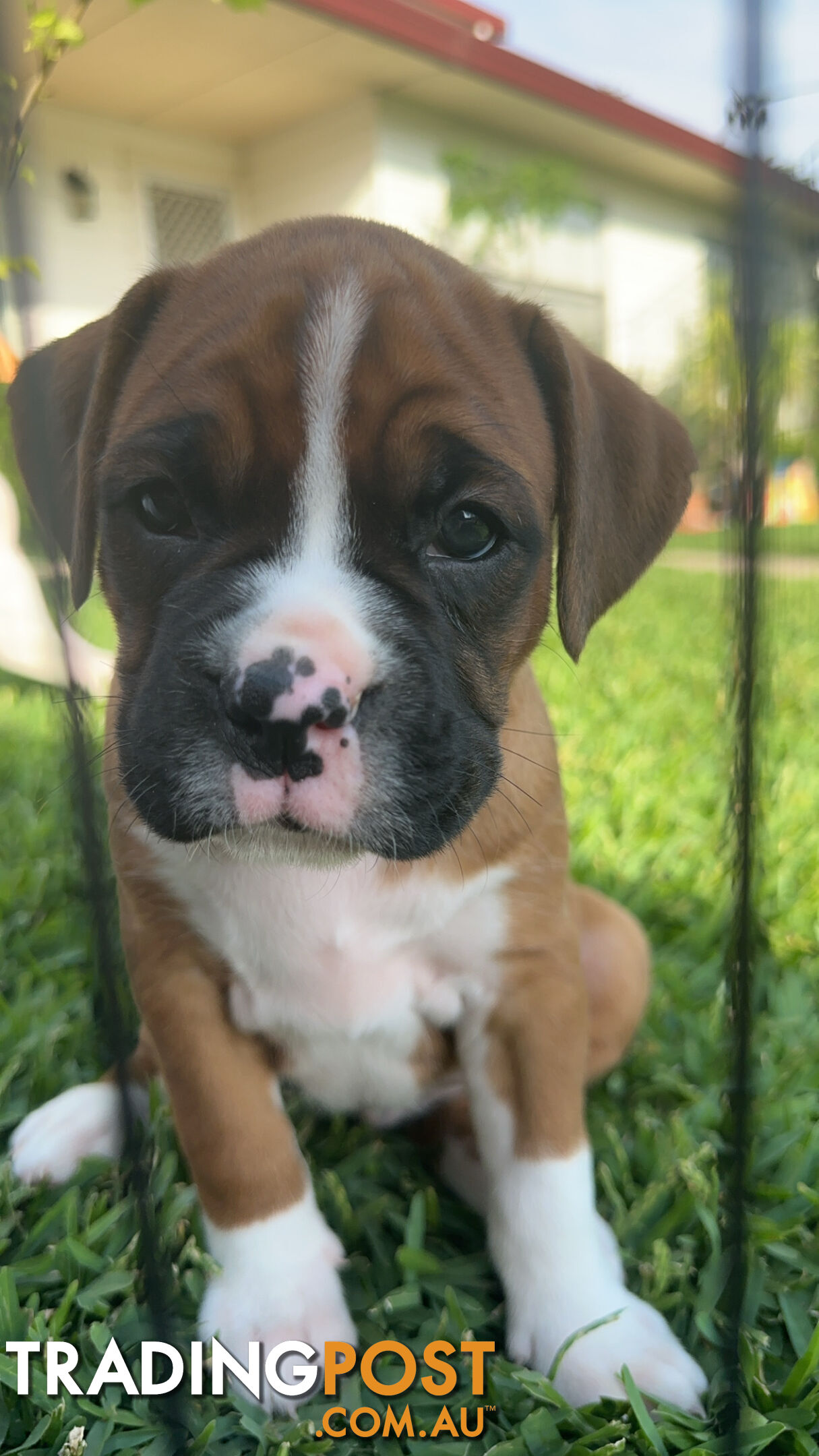 Pure bred bob tail boxer puppies