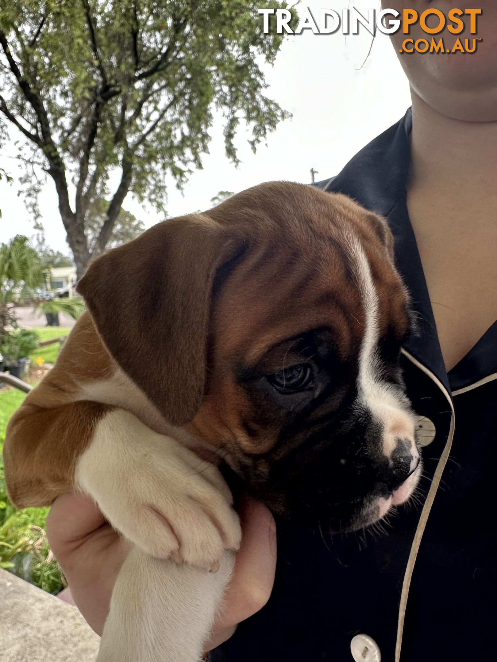 Pure bred bob tail boxer puppies