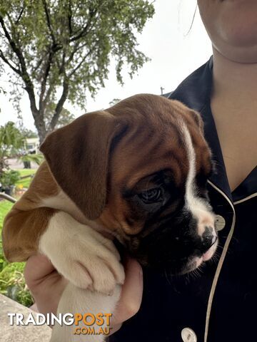 Pure bred bob tail boxer puppies