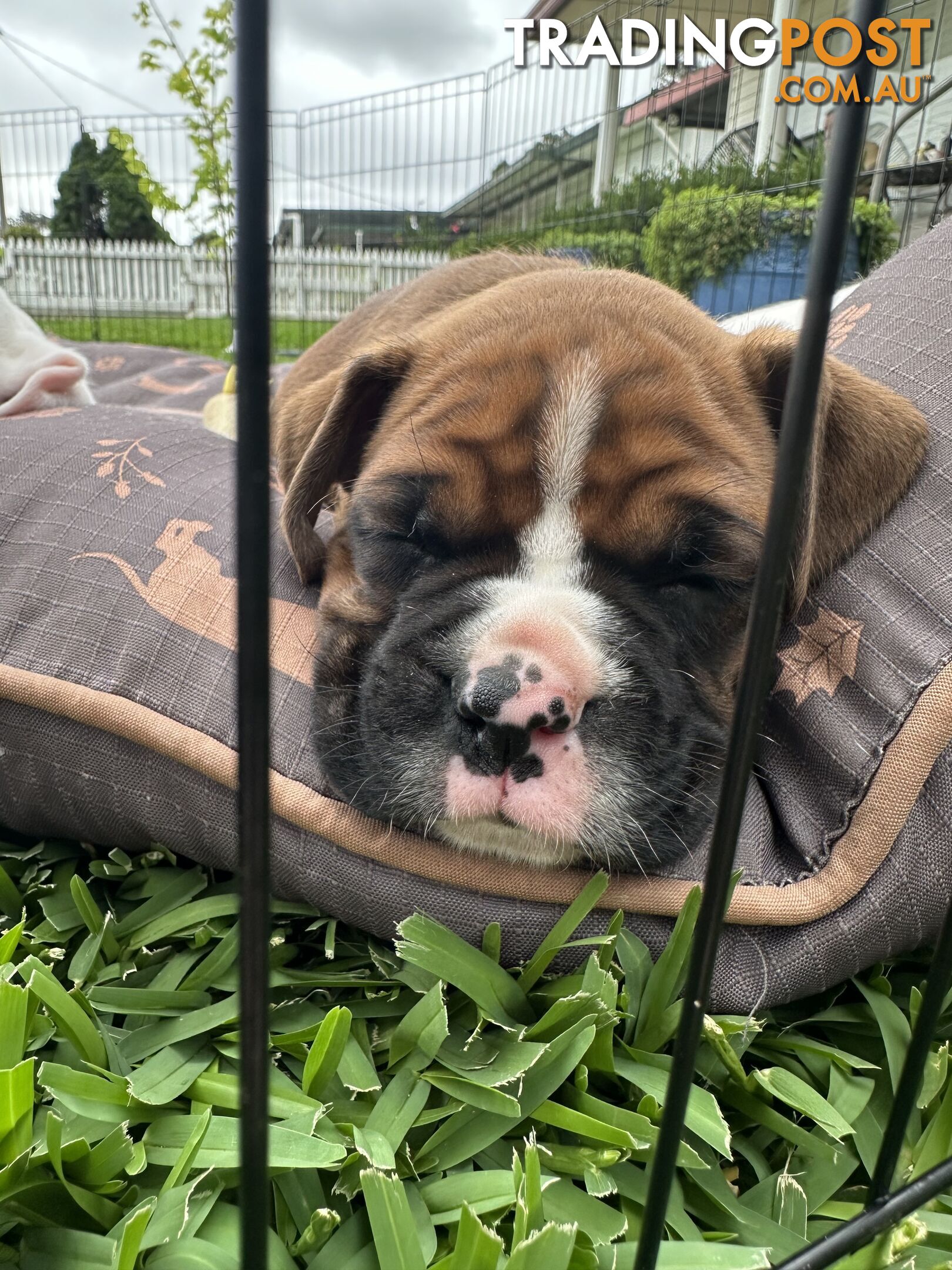 Pure bred bob tail boxer puppies