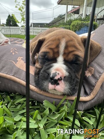 Pure bred bob tail boxer puppies