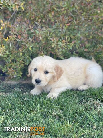 Golden Retriever Puppies