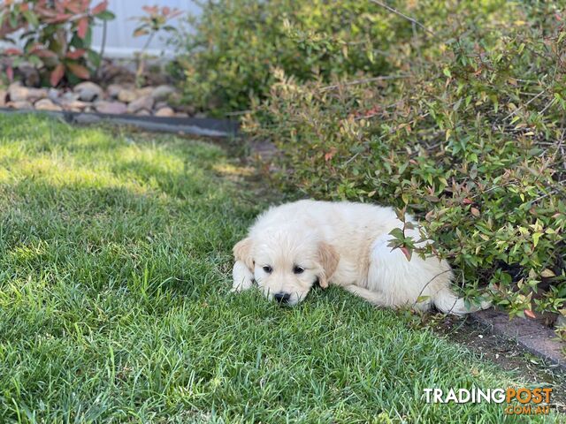 Golden Retriever Puppies