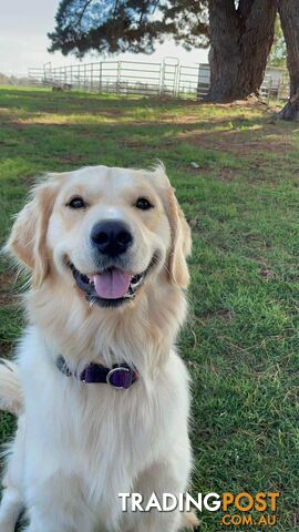 Golden Retriever Puppies