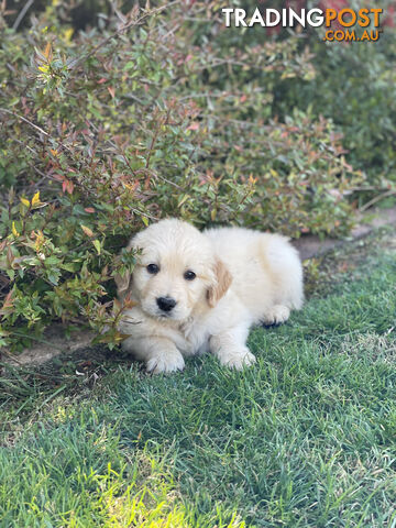 Golden Retriever Puppies