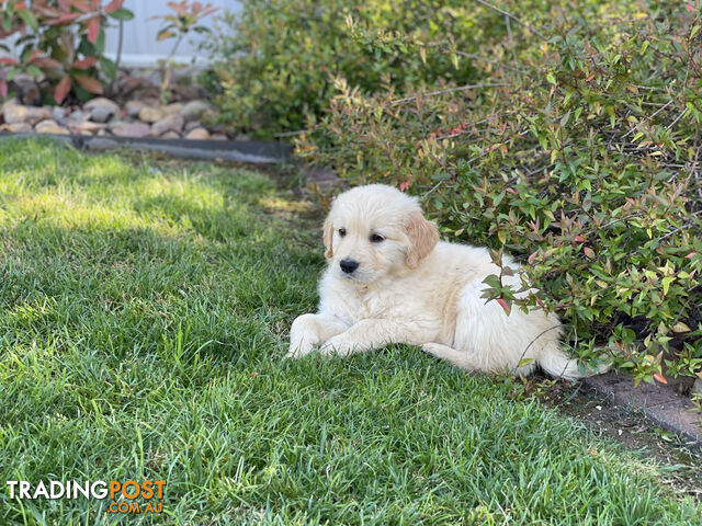 Golden Retriever Puppies