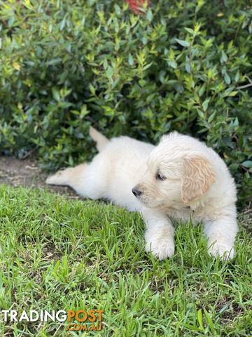 Golden Retriever Puppies