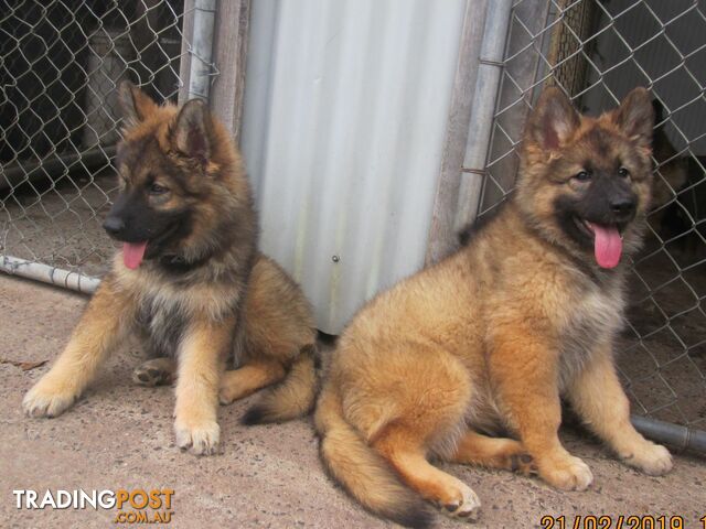 ALASKAN MALAMUTE X GERMAN SHEPHERD PUP'S X 2