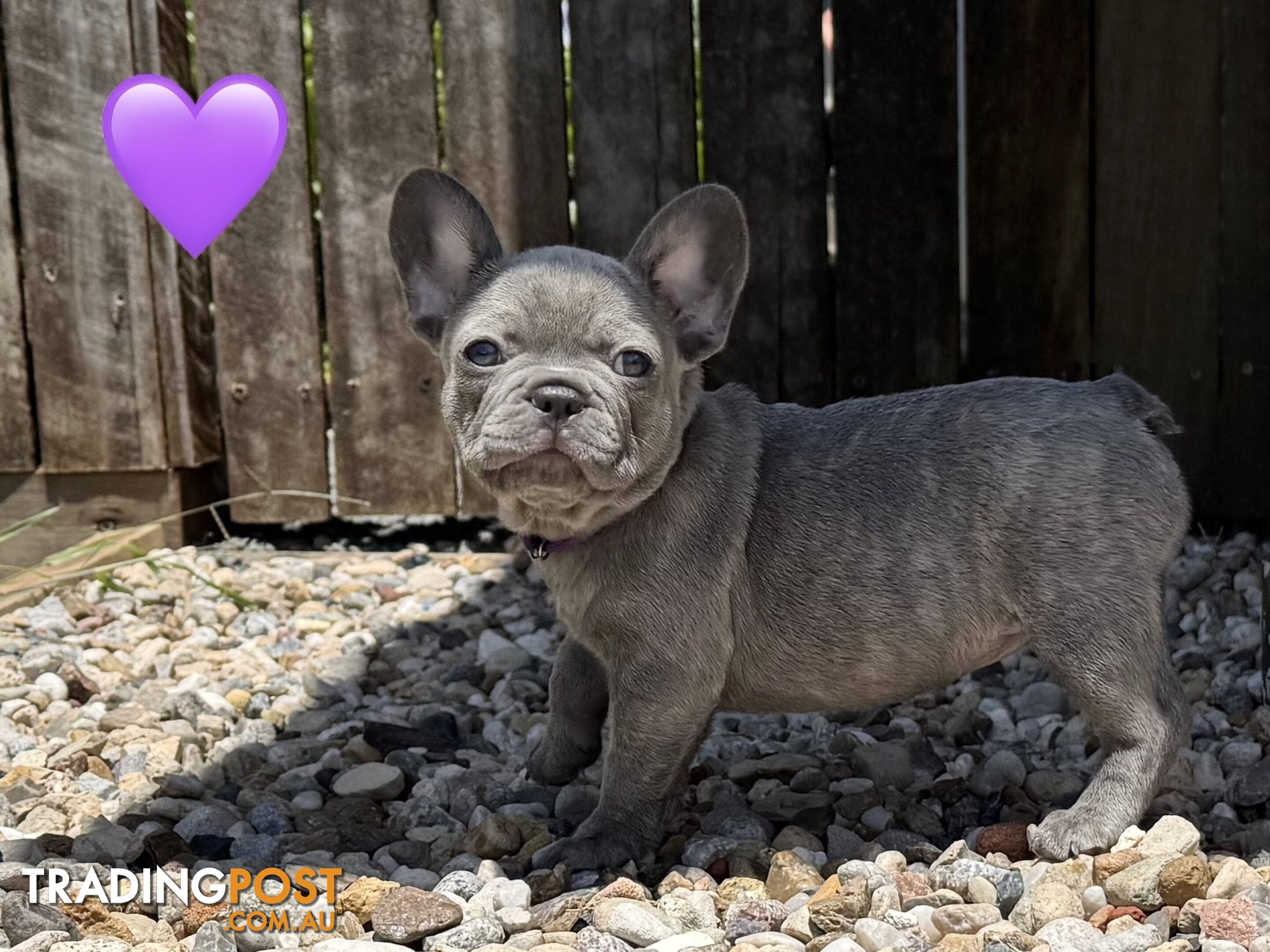 Pure bred French Bulldog puppies