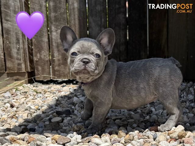 Pure bred French Bulldog puppies