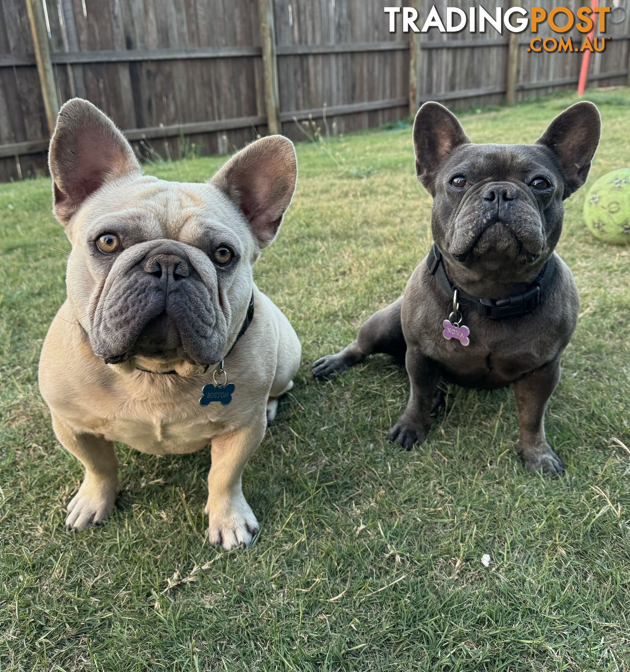 Pure bred French Bulldog puppies