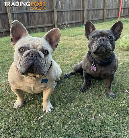 Pure bred French Bulldog puppies