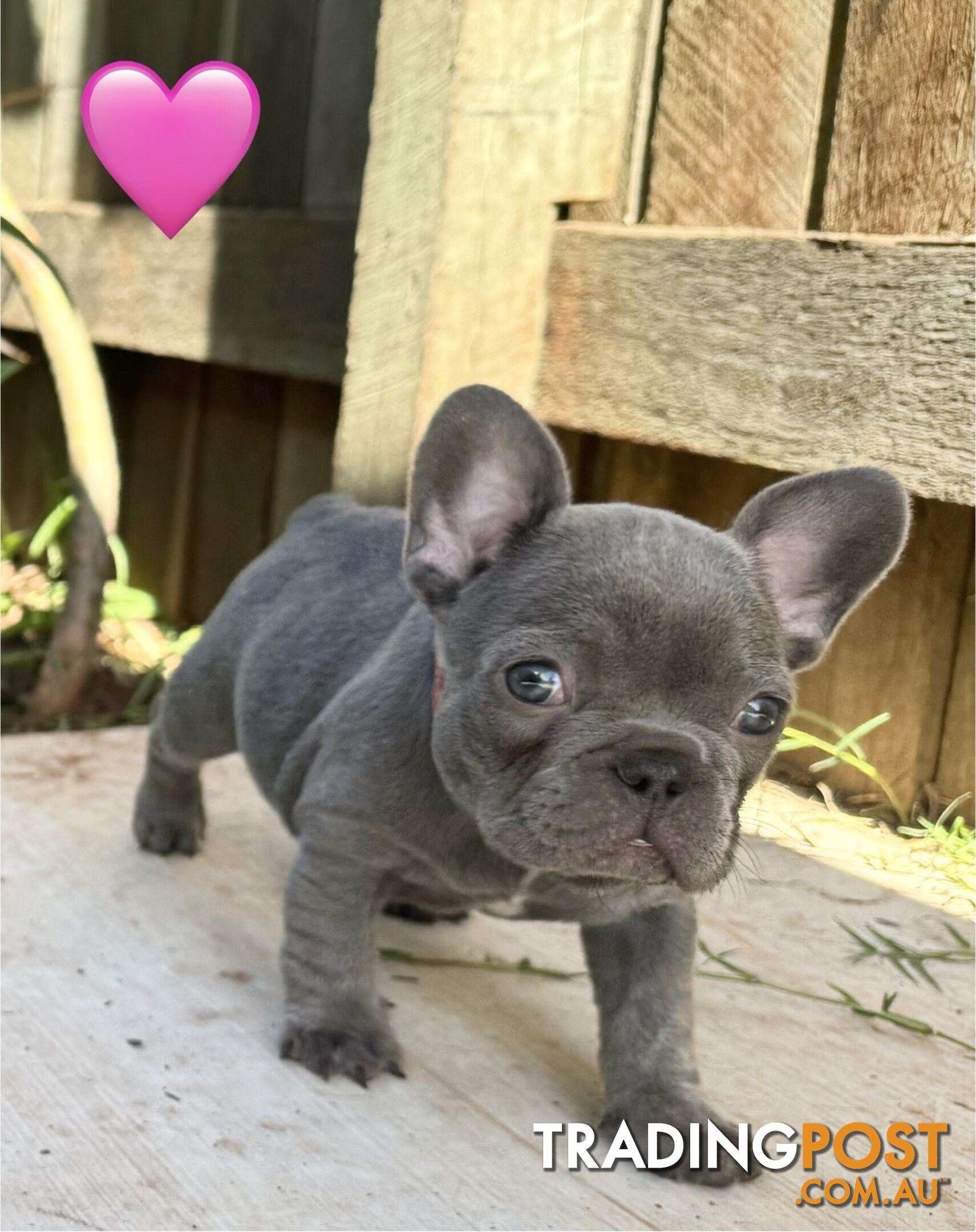 Pure bred French Bulldog puppies