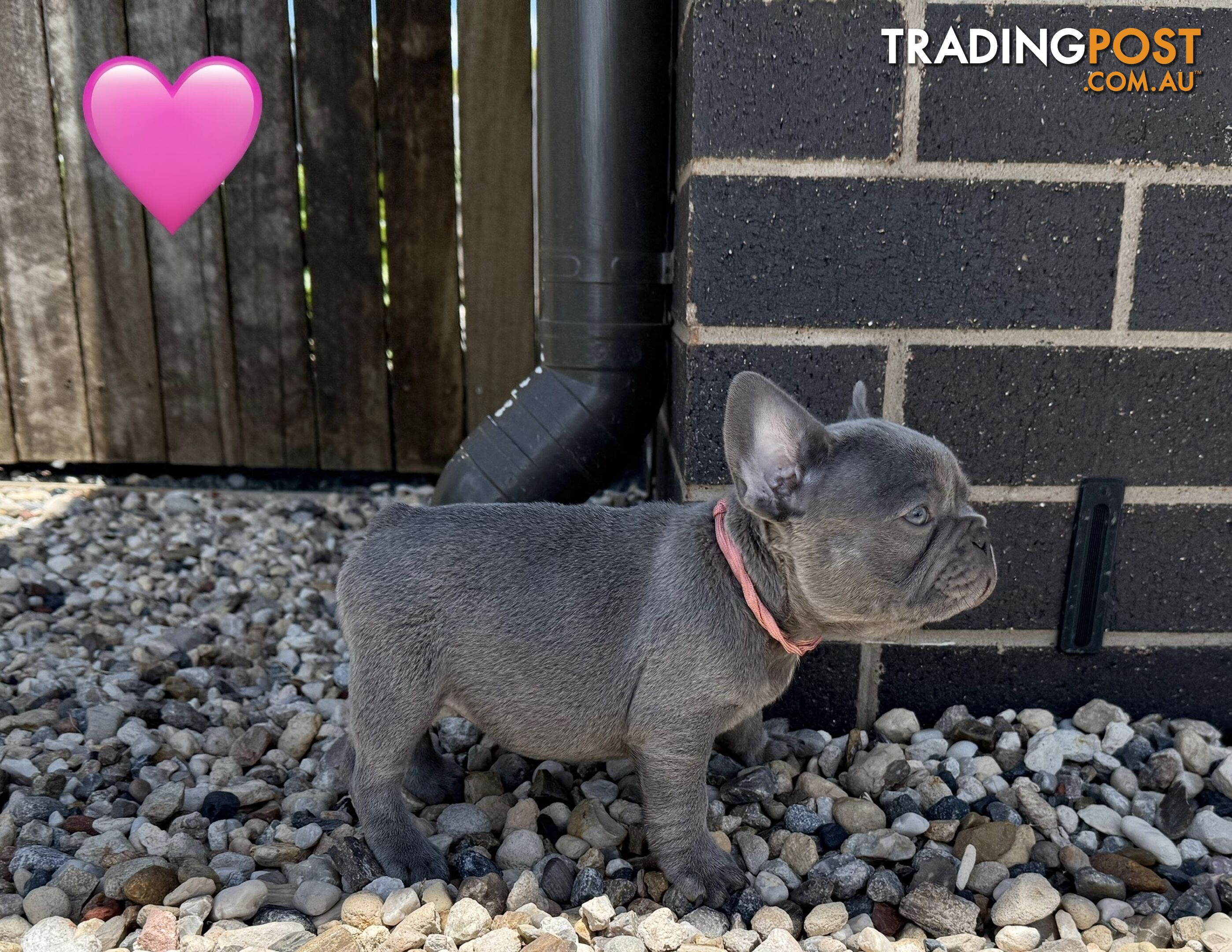 Pure bred French Bulldog puppies