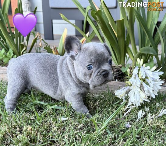 Pure bred French Bulldog puppies