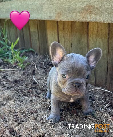 Pure bred French Bulldog puppies