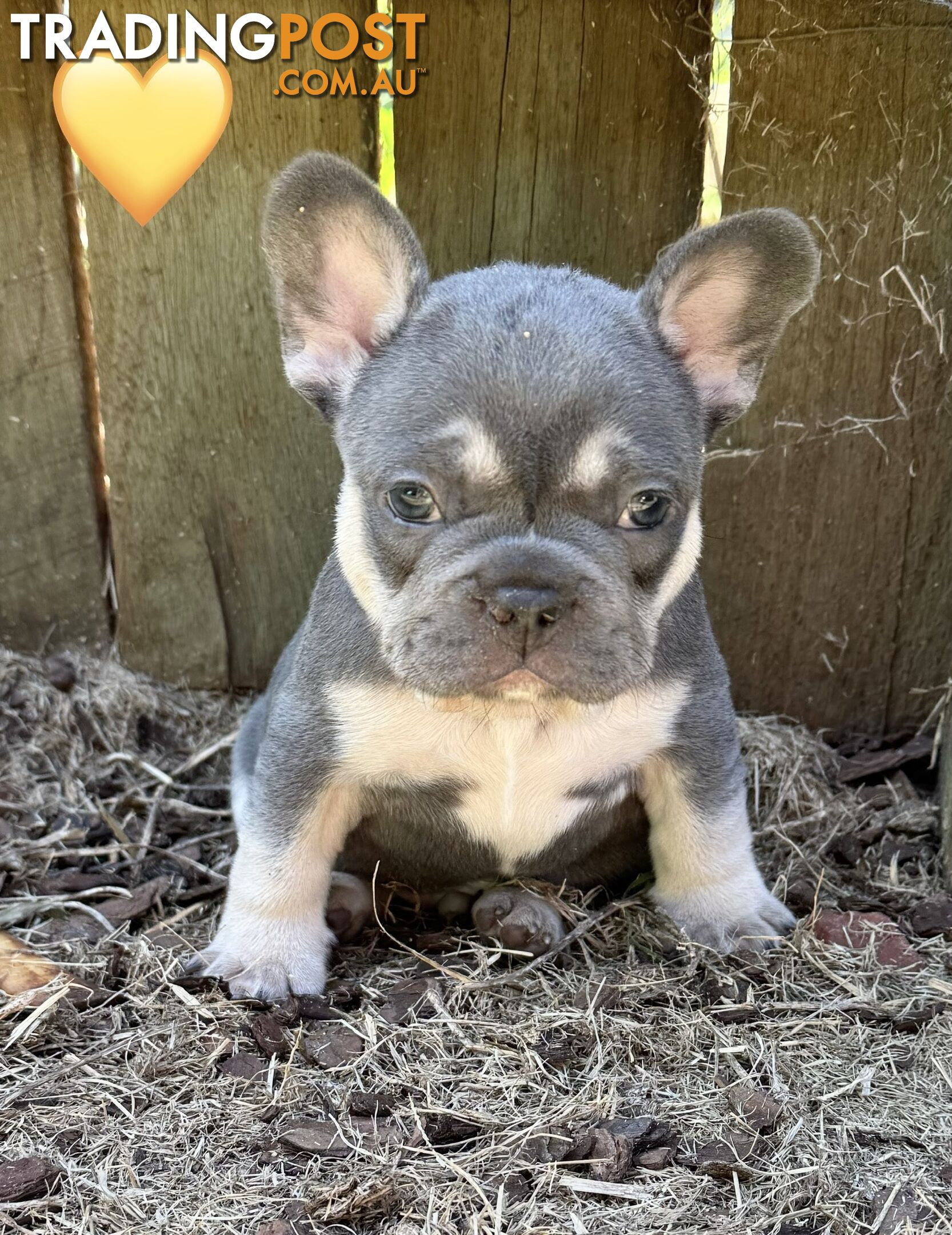 Pure bred French Bulldog puppies