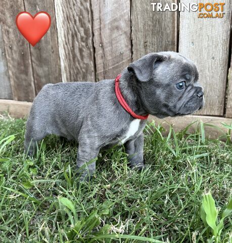 Pure bred French Bulldog puppies