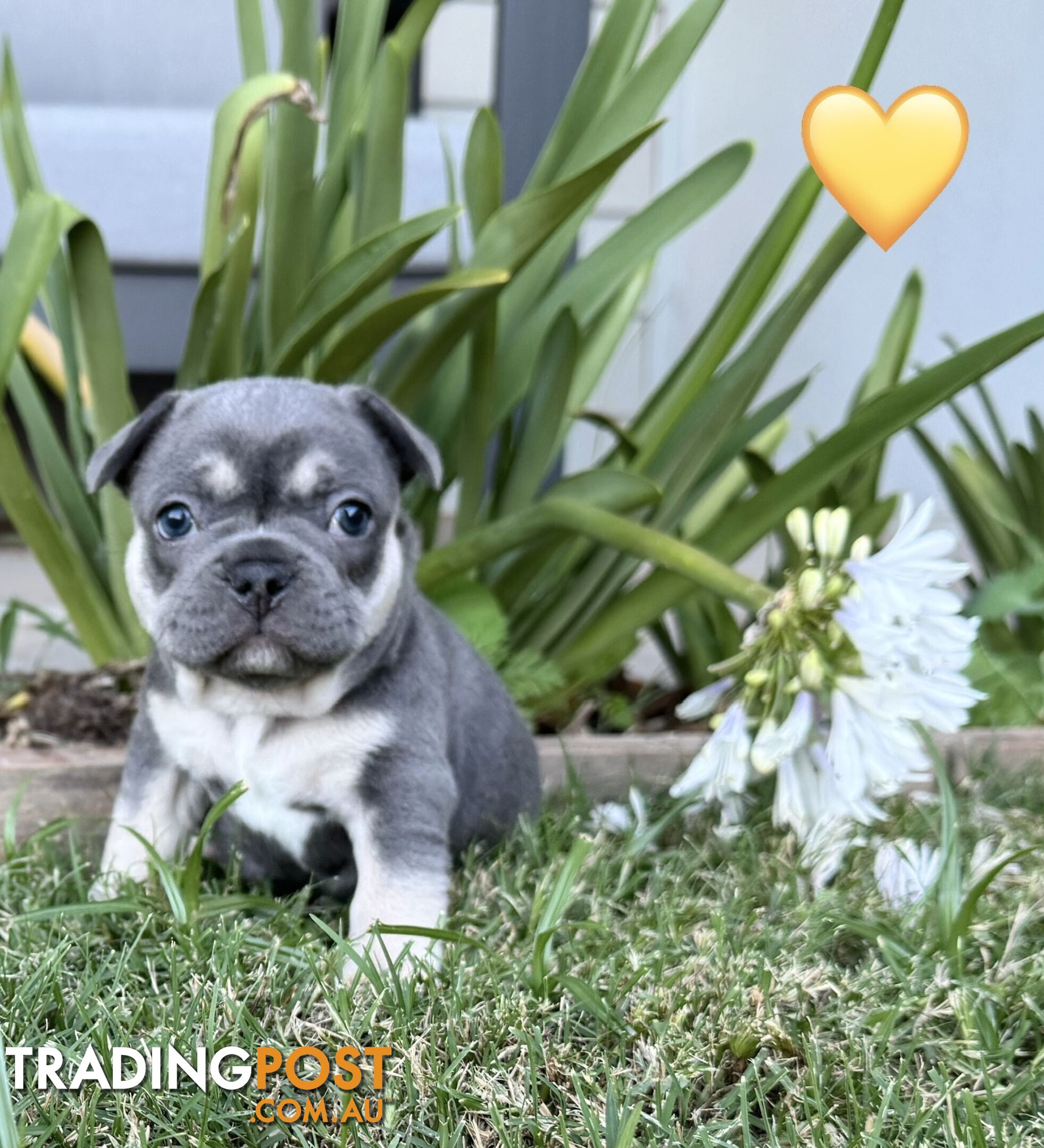 Pure bred French Bulldog puppies