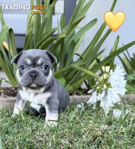 Pure bred French Bulldog puppies