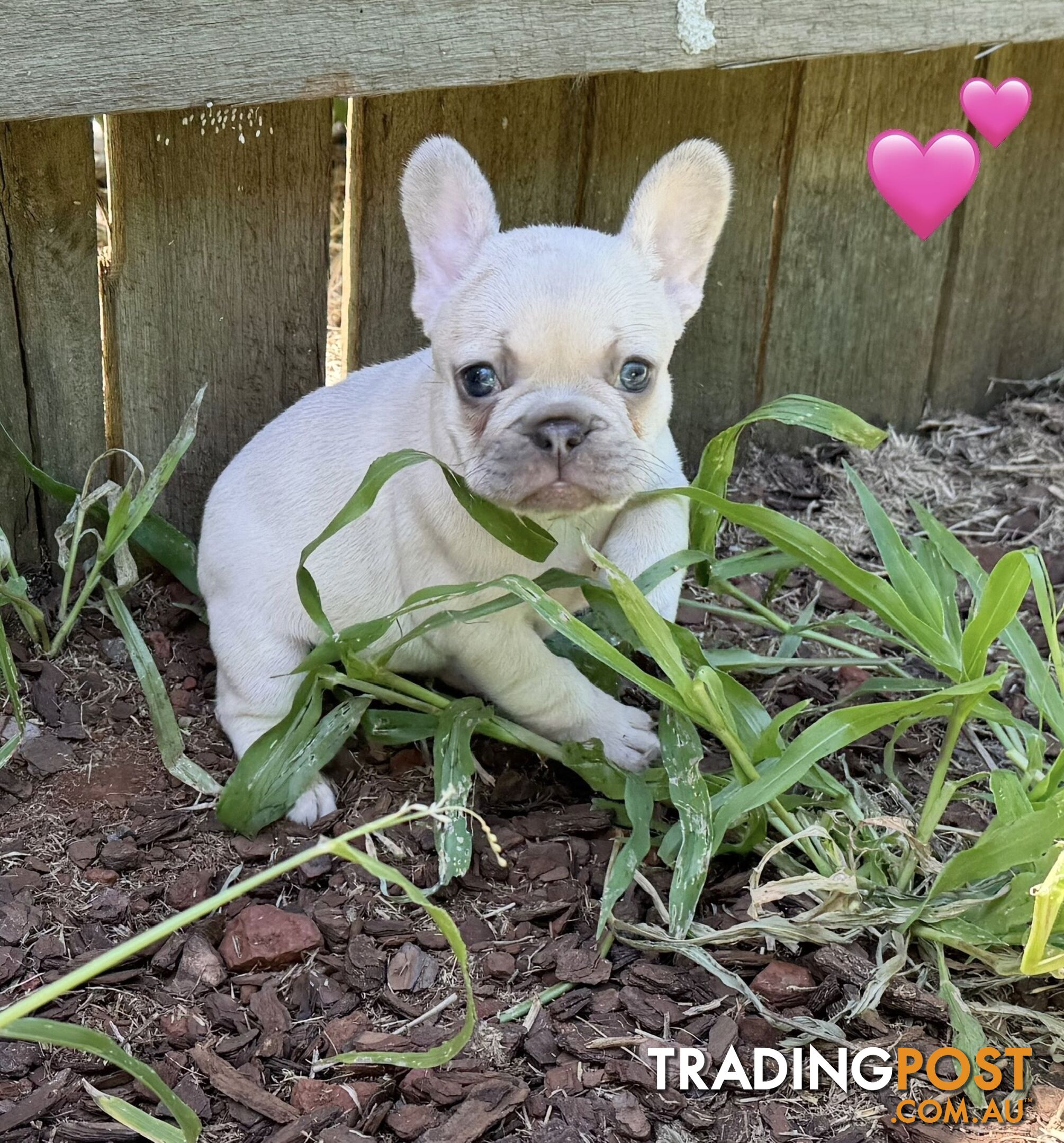 Pure bred French Bulldog puppies