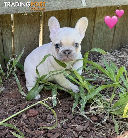 Pure bred French Bulldog puppies