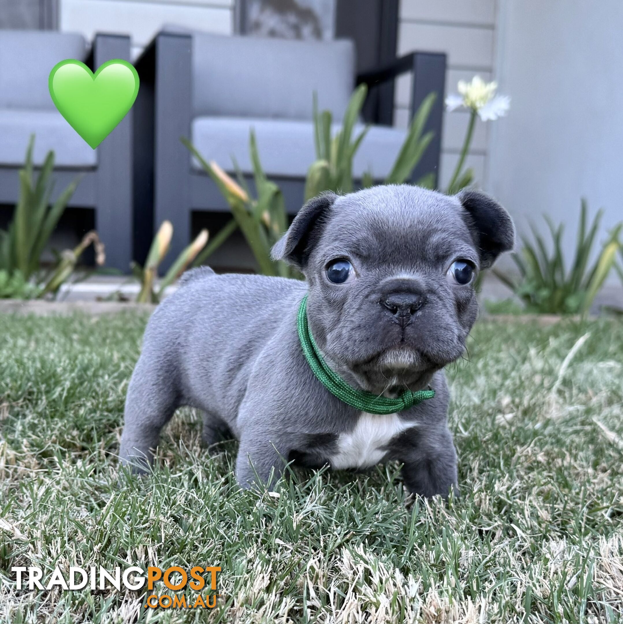 Pure bred French Bulldog puppies