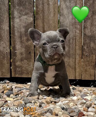 Pure bred French Bulldog puppies