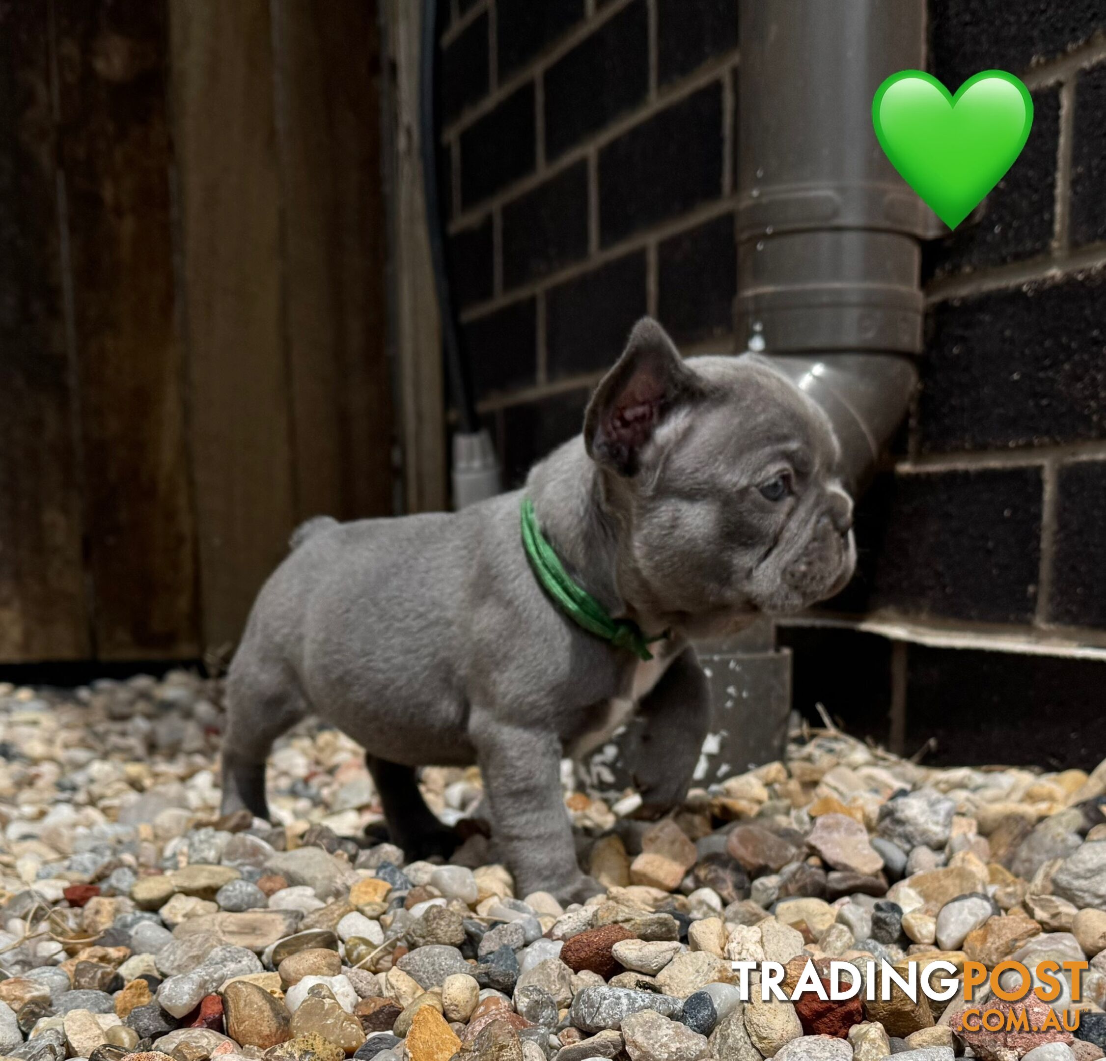 Pure bred French Bulldog puppies