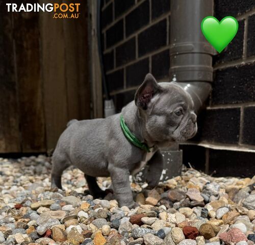 Pure bred French Bulldog puppies