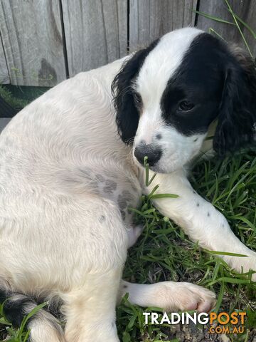 2x14 week old Cavoodle boys ready for there forever home!!!!!!