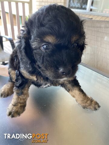 Cavoodle x puppies