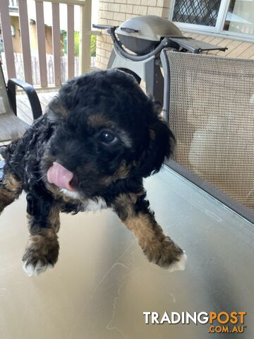 Cavoodle x puppies