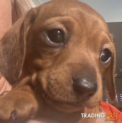 Purebred Miniature Dachshund