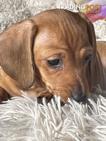 Purebred Miniature Dachshund