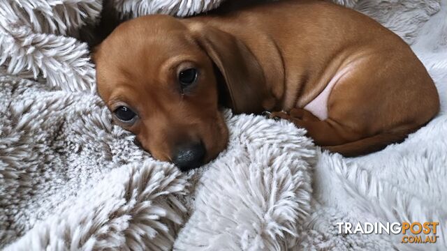 Purebred Miniature Dachshund