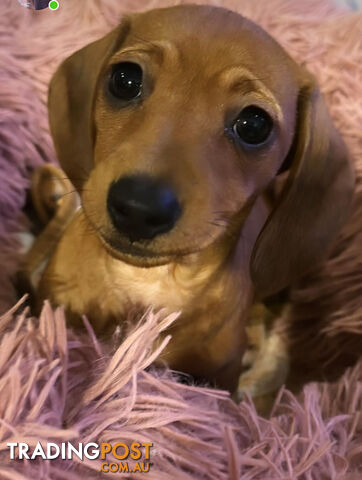 Purebred Miniature Dachshund