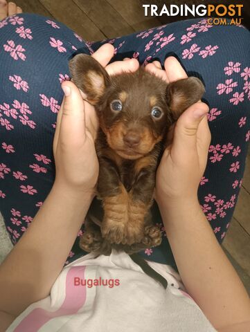 Mini dachshund -Snagz