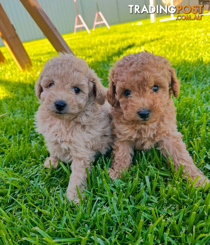 Pure Bred Toy Poodle