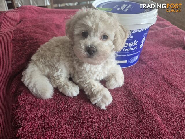 Moodle male puppy - photo 3 of 6