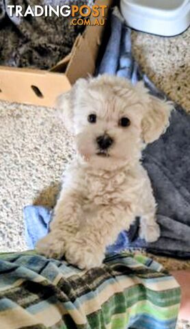 Moodle male puppy - photo 2 of 6