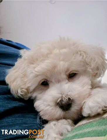 Moodel male puppy