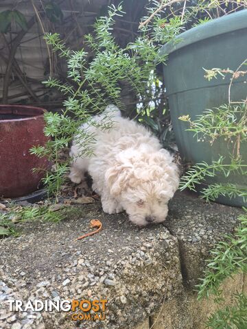 Moodle male puppy - photo 5 of 6