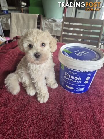 Moodle male puppy - photo 4 of 6