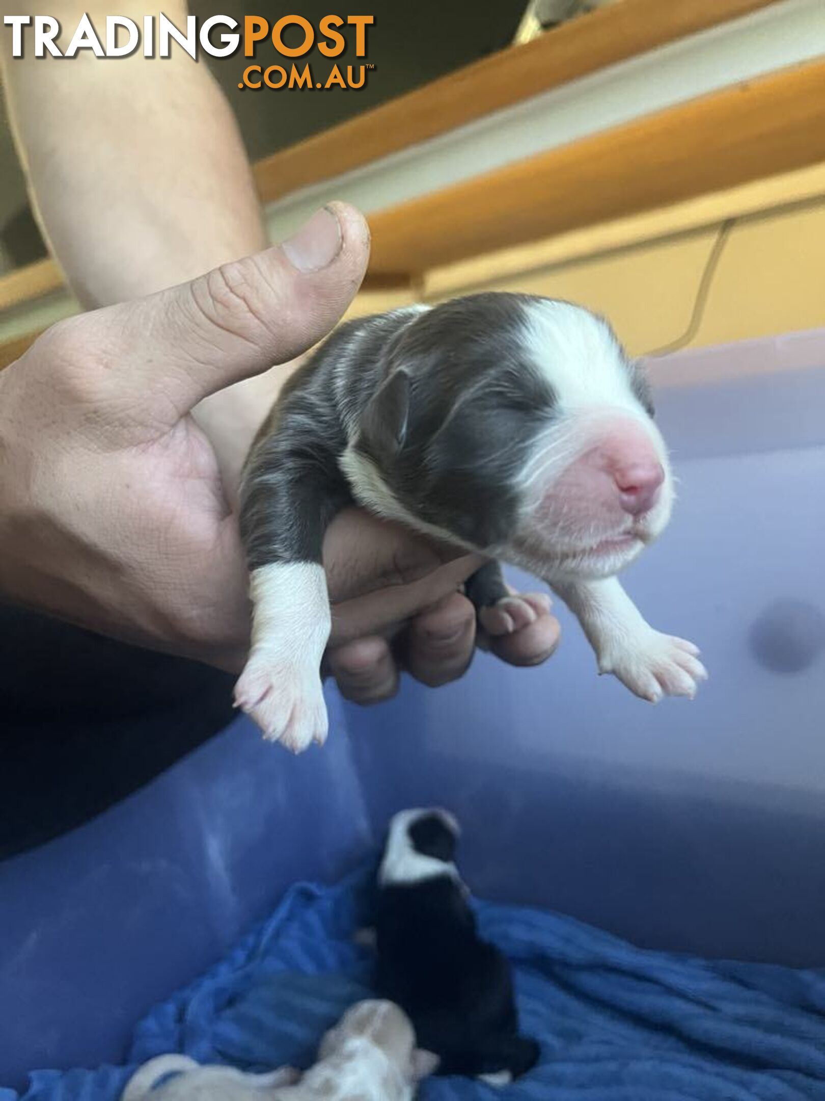 Purebred Bordercollie Puppies