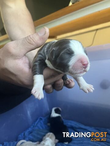 Purebred Bordercollie Puppies